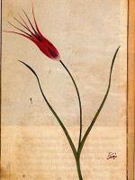 Il tulipano di&nbsp;Istanbul