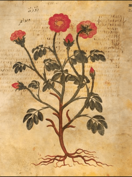 Vartanush: la marmellata di rose dei monaci&nbsp;armeni